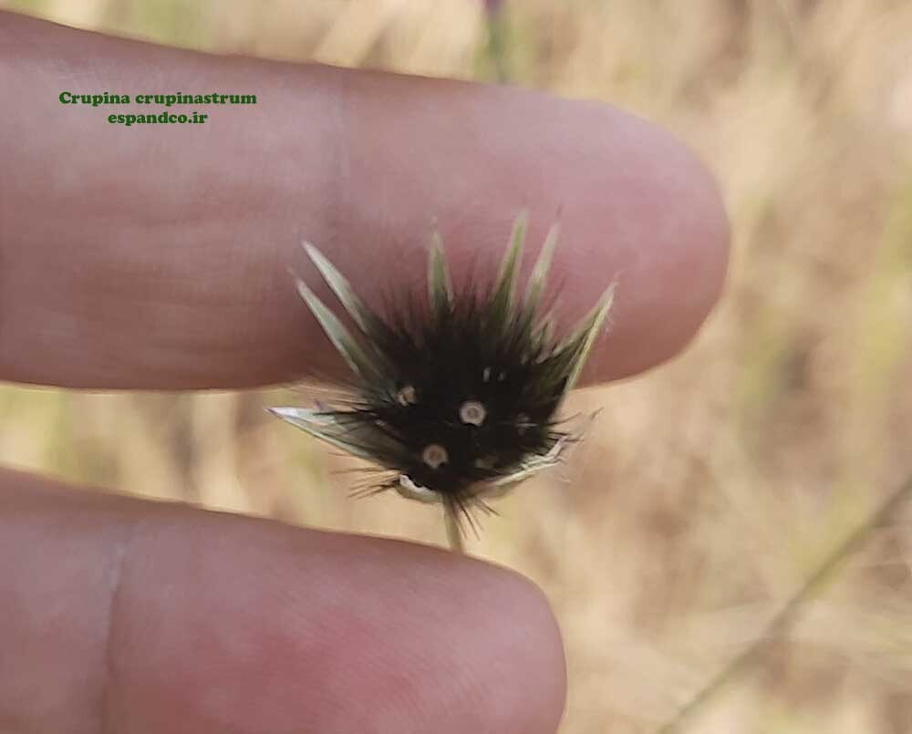  سیاه فندق 